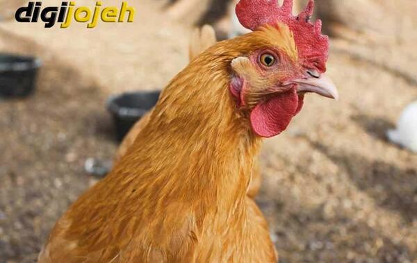 عکس جوجه مرغ قهوه ای