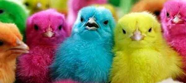 عکس جوجه مرغ قهوه ای