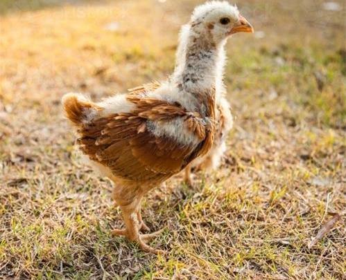 عکس جوجه مرغ قهوه ای