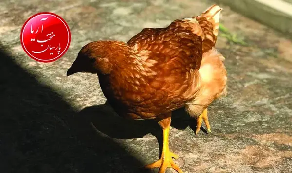 عکس جوجه مرغ قهوه ای