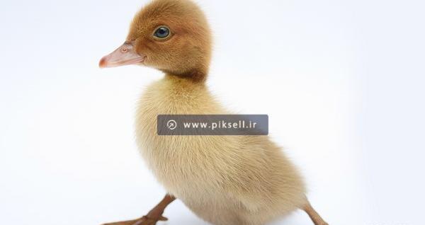 عکس جوجه مرغ قهوه ای
