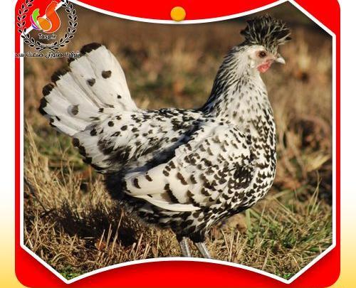 عکس جوجه مرغ قهوه ای