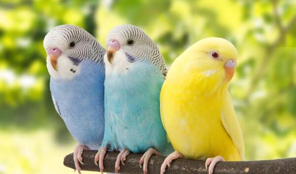 عکس مرغ عشق قهوه ای
