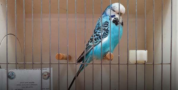 عکس مرغ عشق قهوه ای