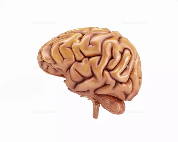 عکس کارتونی مغز انسان