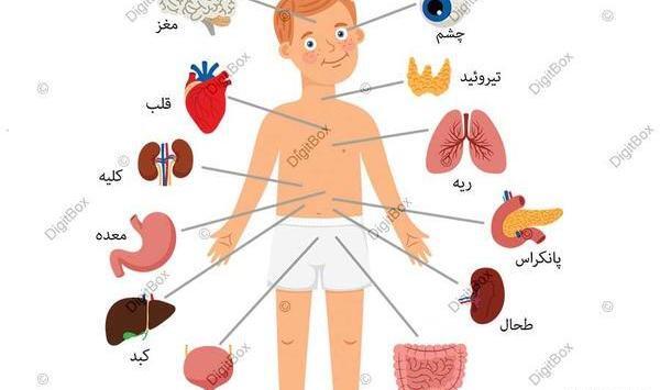 عکس کارتونی بدن انسان