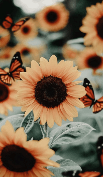 عکس منظره برای پروفایل روبیکا