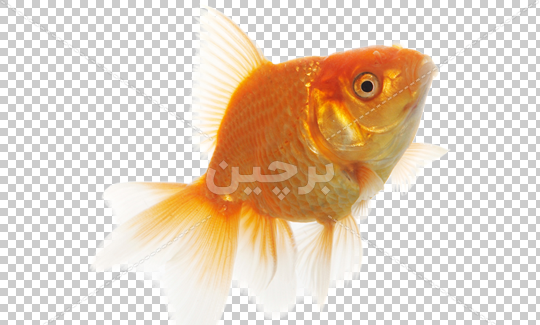 عکس ماهی قرمز
