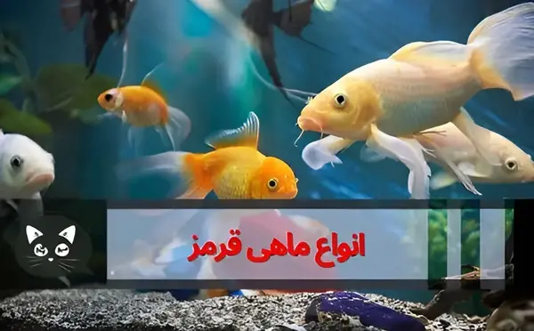 عکس ماهی قرمز