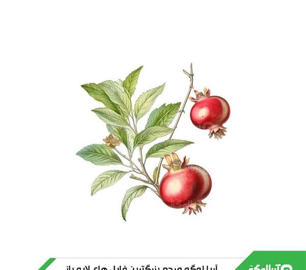 عکس انار شب یلدا کارتونی