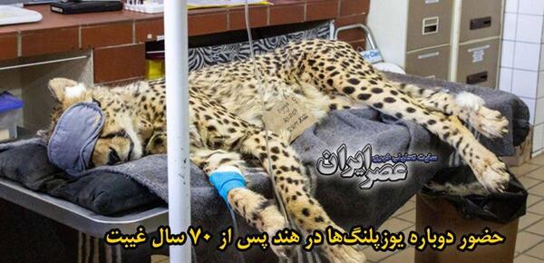 عکس های یوزپلنگ ها
