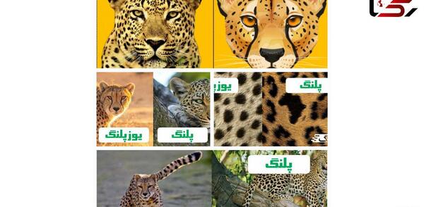عکس پلنگ یوزپلنگ