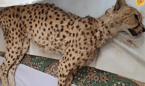 عکس پلنگ یوزپلنگ