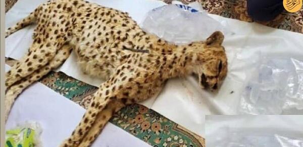 عکس یوزپلنگ مرده
