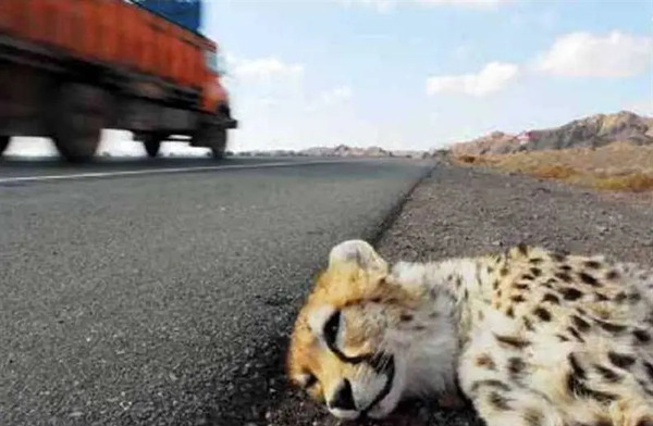 عکس یوزپلنگ مرده