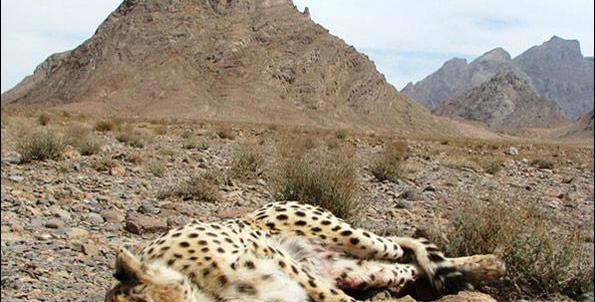 عکس یوزپلنگ مرده
