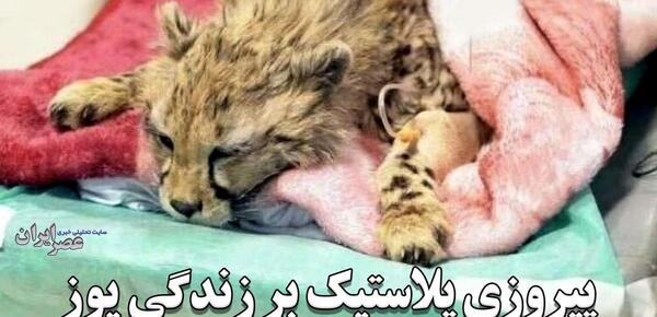 عکس یوزپلنگ مرده
