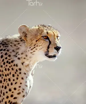 عکس یوزپلنگ با کیفیت