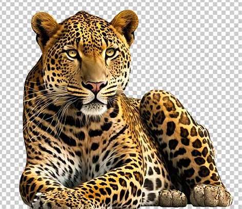 عکس با کیفیت یوزپلنگ