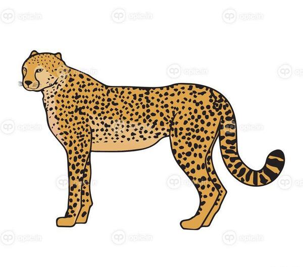 عکس گرافیکی یوزپلنگ