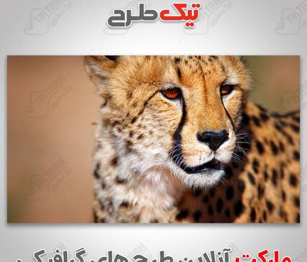 عکس گرافیکی یوزپلنگ