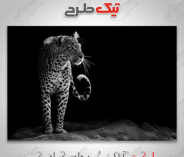 عکس گرافیکی یوزپلنگ