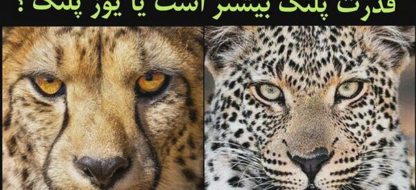 عکس های با کیفیت از یوزپلنگ