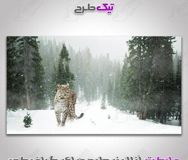 عکس های با کیفیت از یوزپلنگ