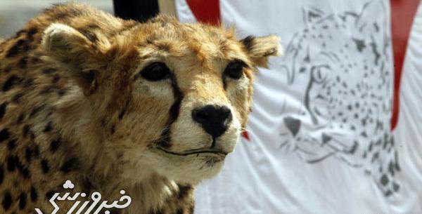 عکس یوزپلنگ و شیر