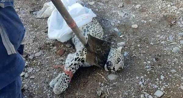 عکس شکار یوزپلنگ