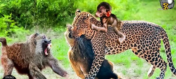 عکس شکار یوزپلنگ