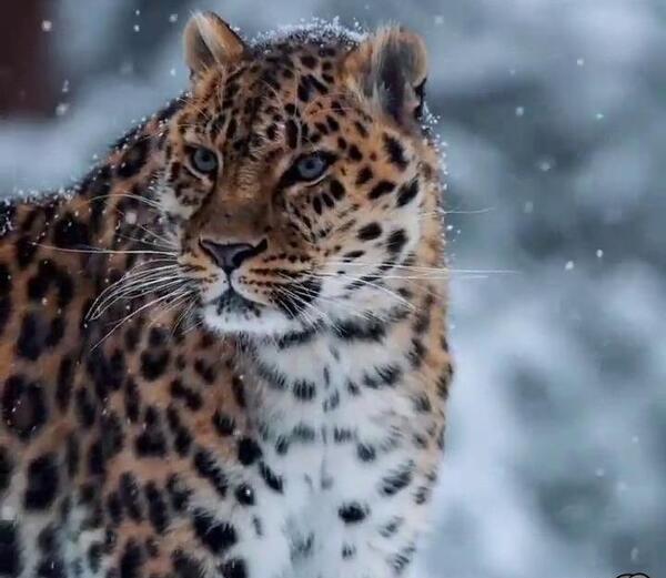 عکس زیبا از یوزپلنگ