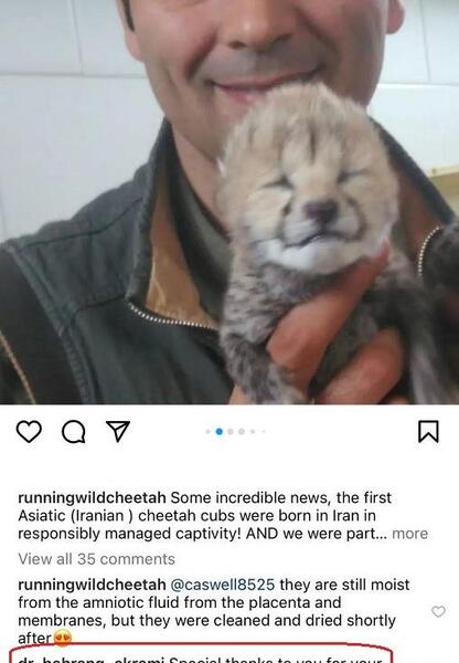 عکس توله یوزپلنگ