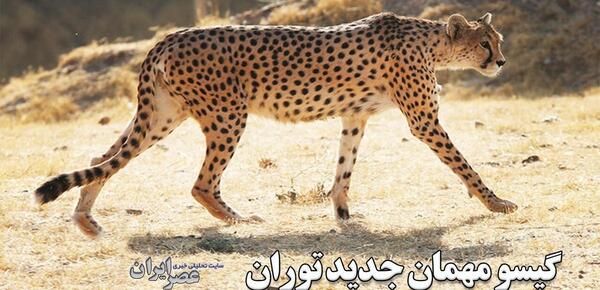 عکس از توله یوزپلنگ