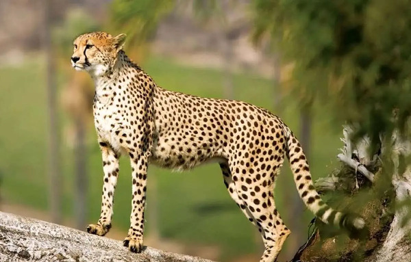 عکس پس زمینه یوزپلنگ