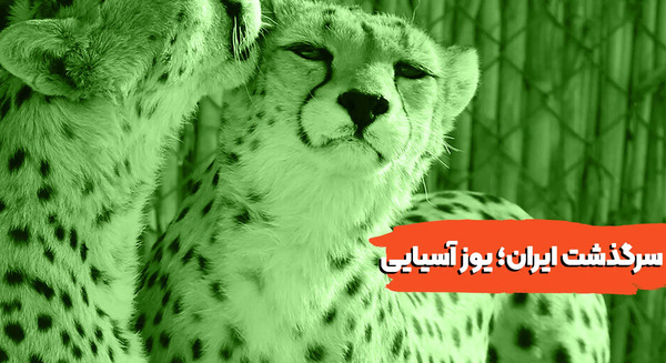عکس یوزپلنگ آسیایی ایران