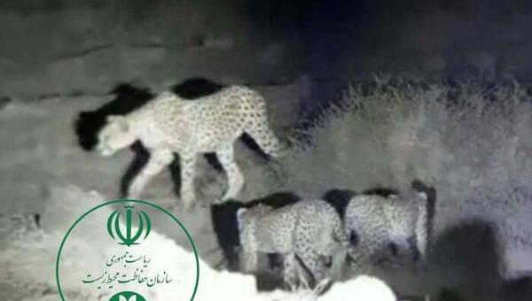 عکس یوزپلنگ آسیایی ایران