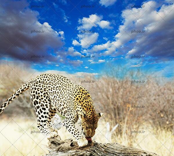 عکس یوزپلنگ آبی