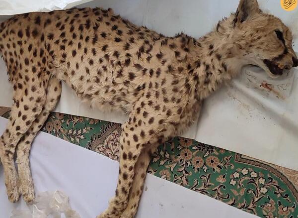 عکس یوزپلنگ ایرانی برای نقاشی