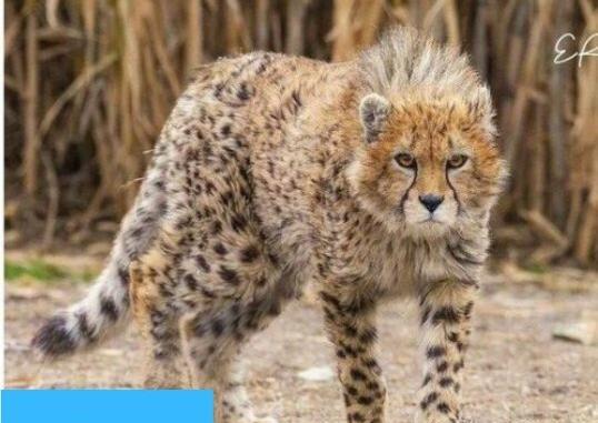 عکس یوزپلنگ برای پروفایل
