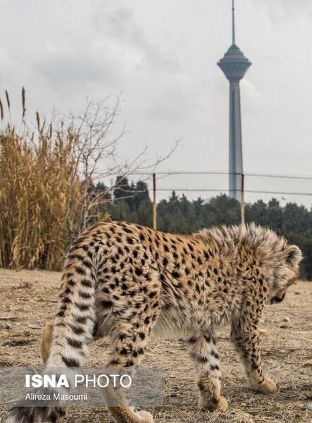 عکس یوزپلنگ در ایران