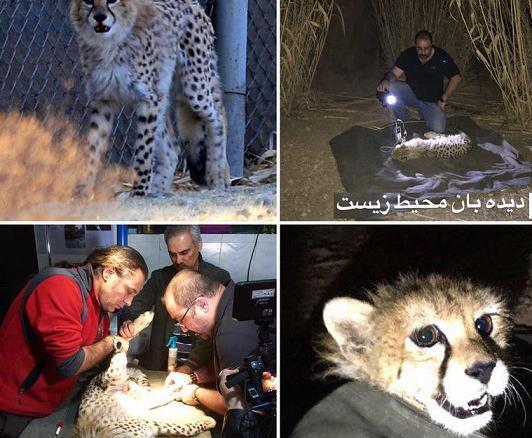 عکس یوزپلنگ در ایران