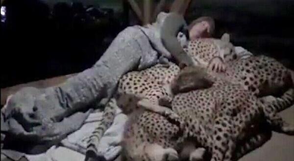 عکس یوزپلنگ مازندران