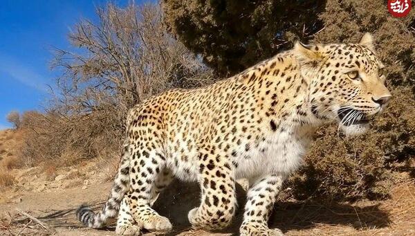 عکس یوزپلنگ مازندران