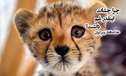 عکس یوزپلنگ ایرانی برای پروفایل