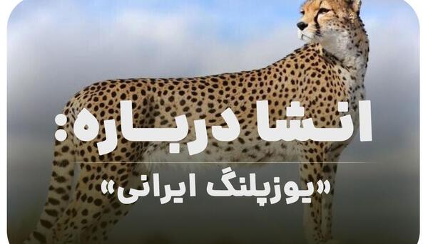 عکس یوزپلنگ ایرانی برای پروفایل