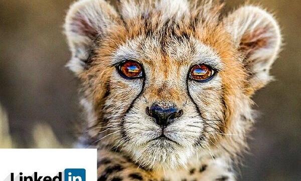 عکس یوزپلنگ ایرانی برای پروفایل