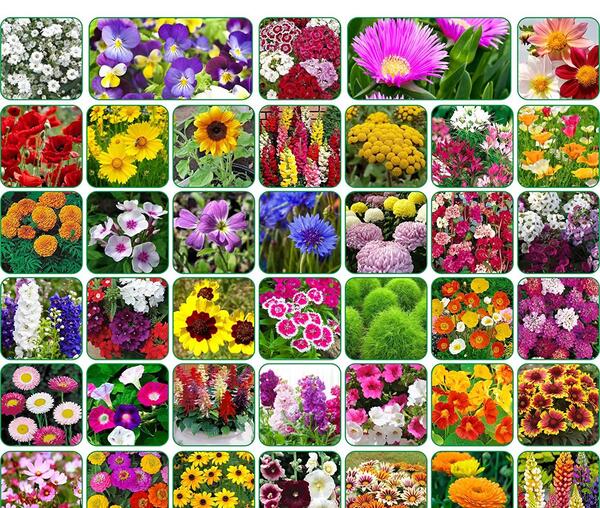 عکس گل های بهاره