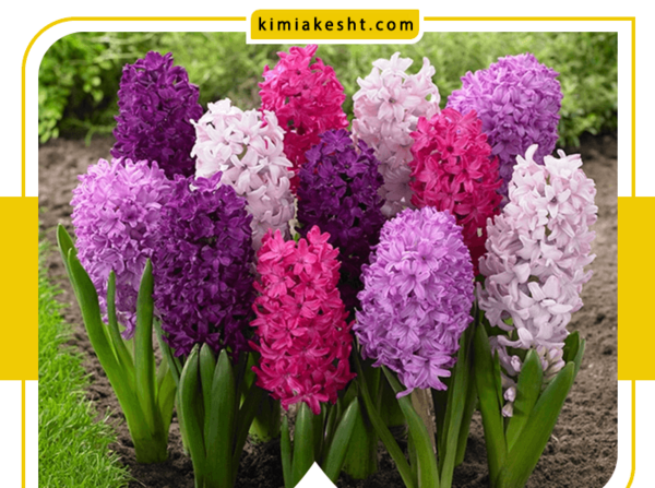 عکس گل های فصل بهار