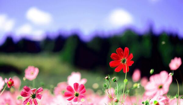 عکس گل های فصل بهار